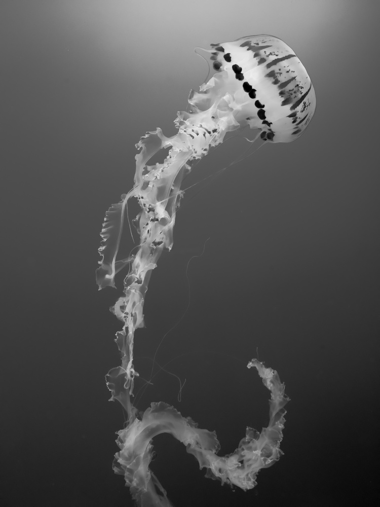 View Spineless by Taylor Noland