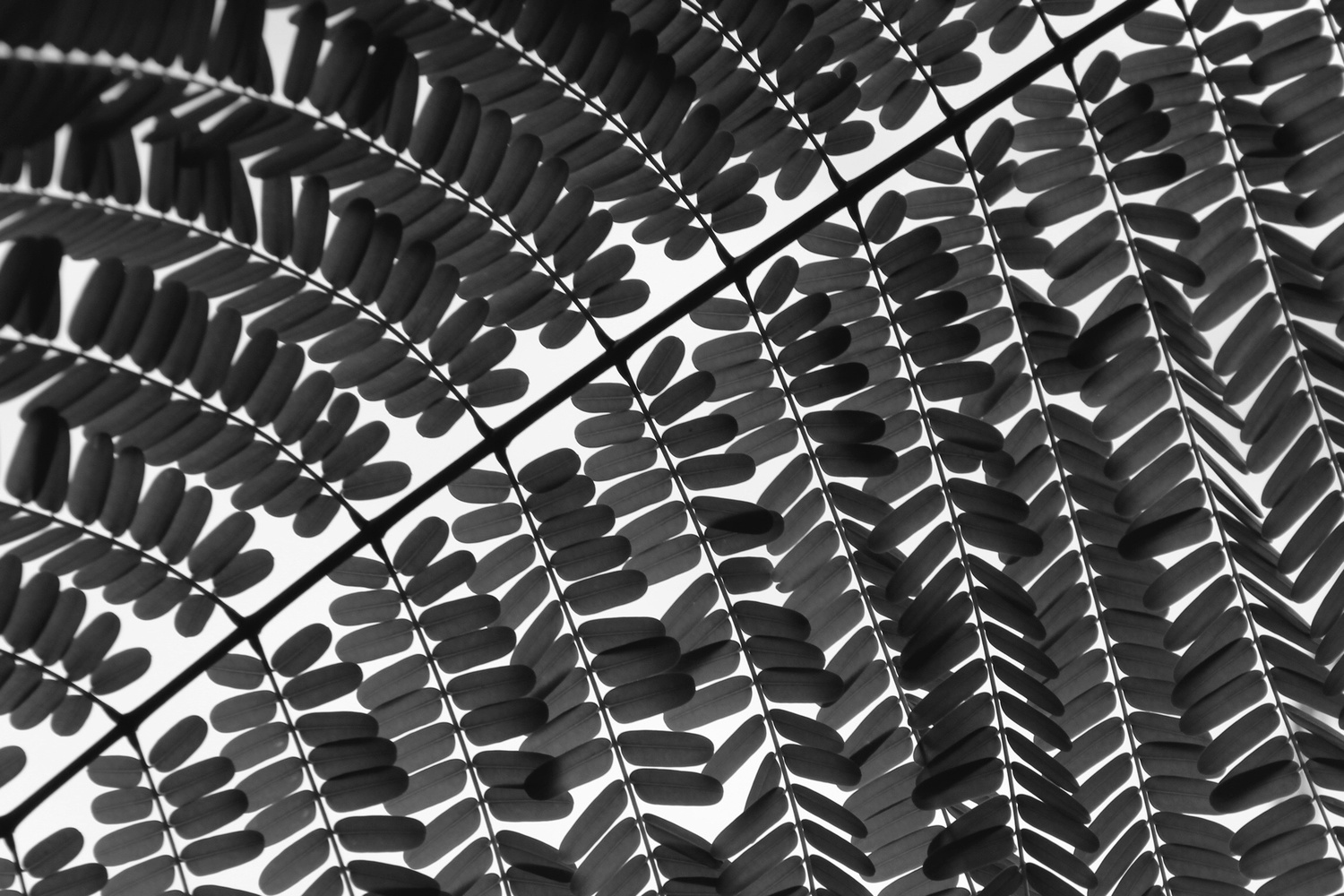 View "Komorebi" by Taylor Noland