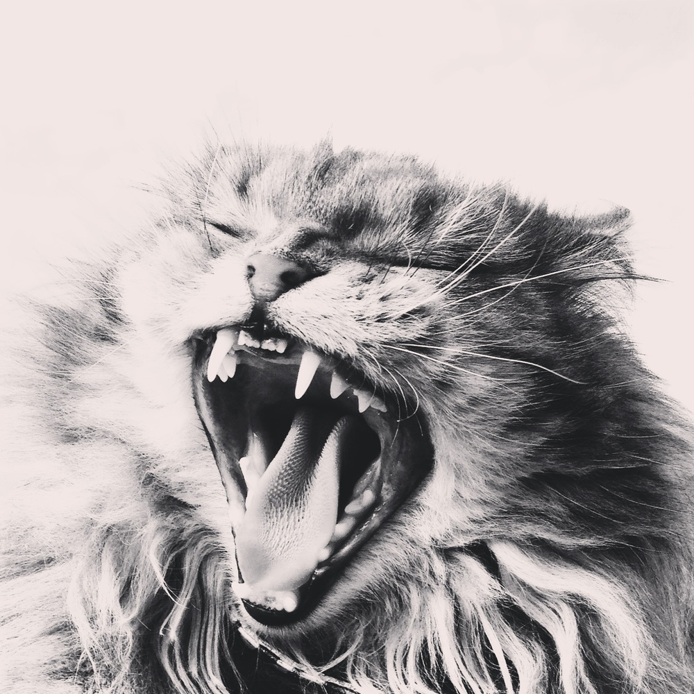 View Roar by Thomas Glaas