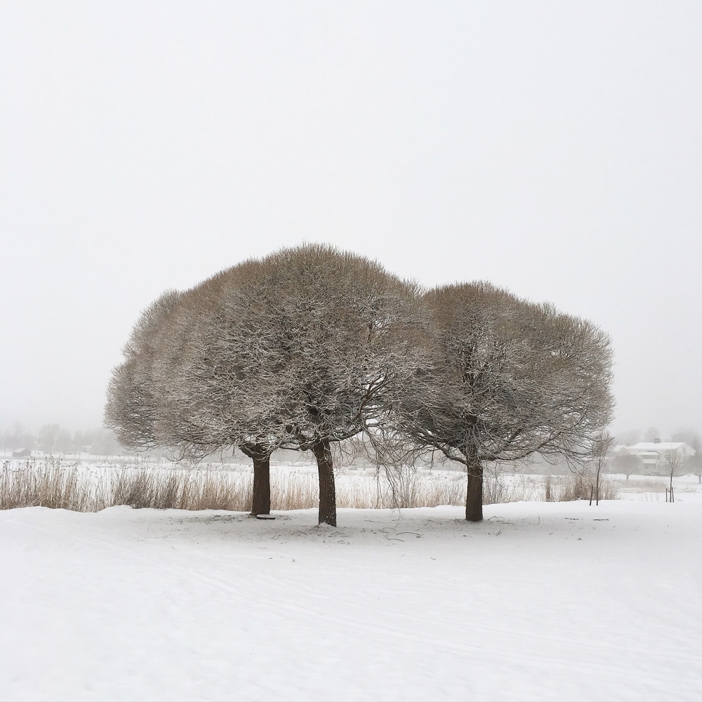 View Three trees by Thomas Glaas