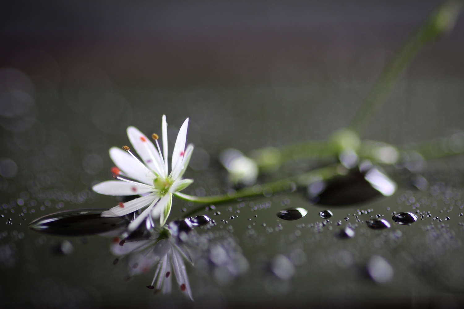 View Macro by Thomas Glaas