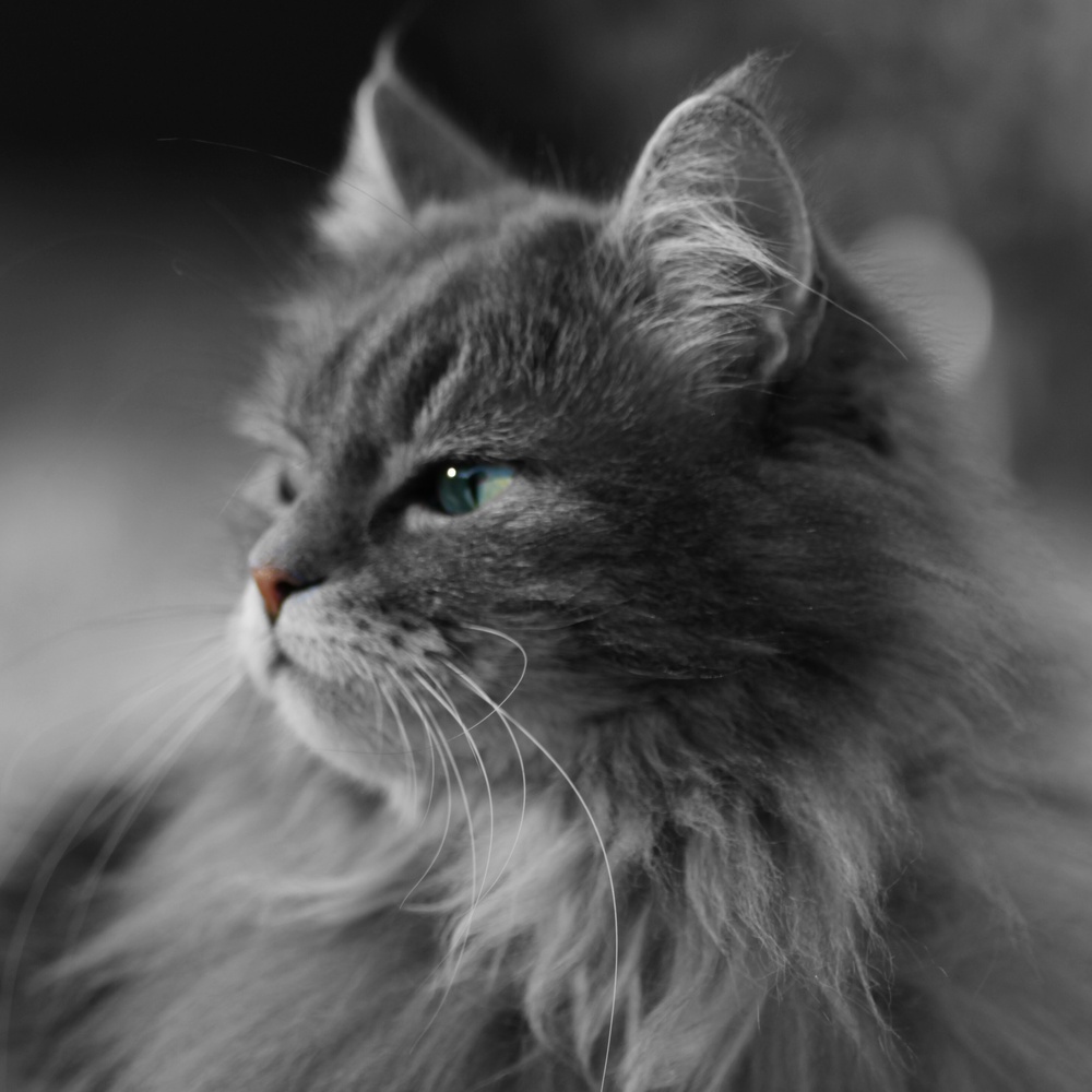 View Tessie by Thomas Glaas