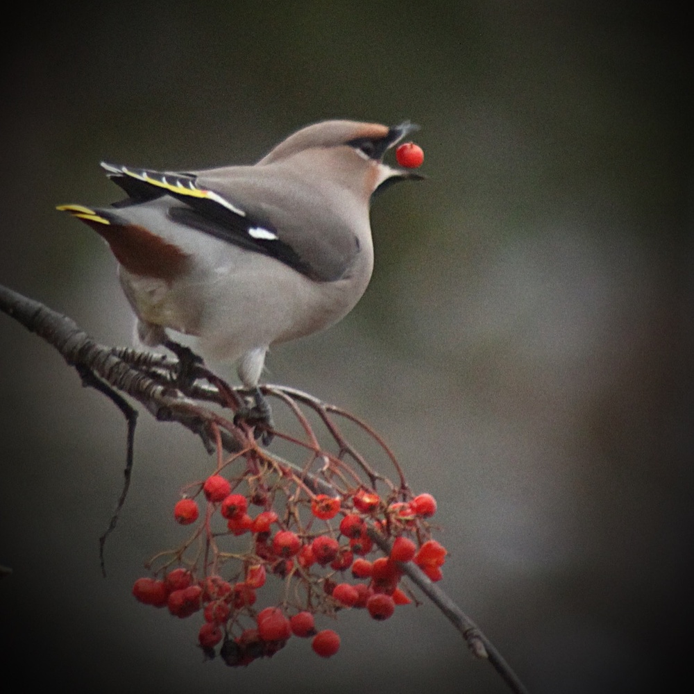 View Snitch berries by Thomas Glaas