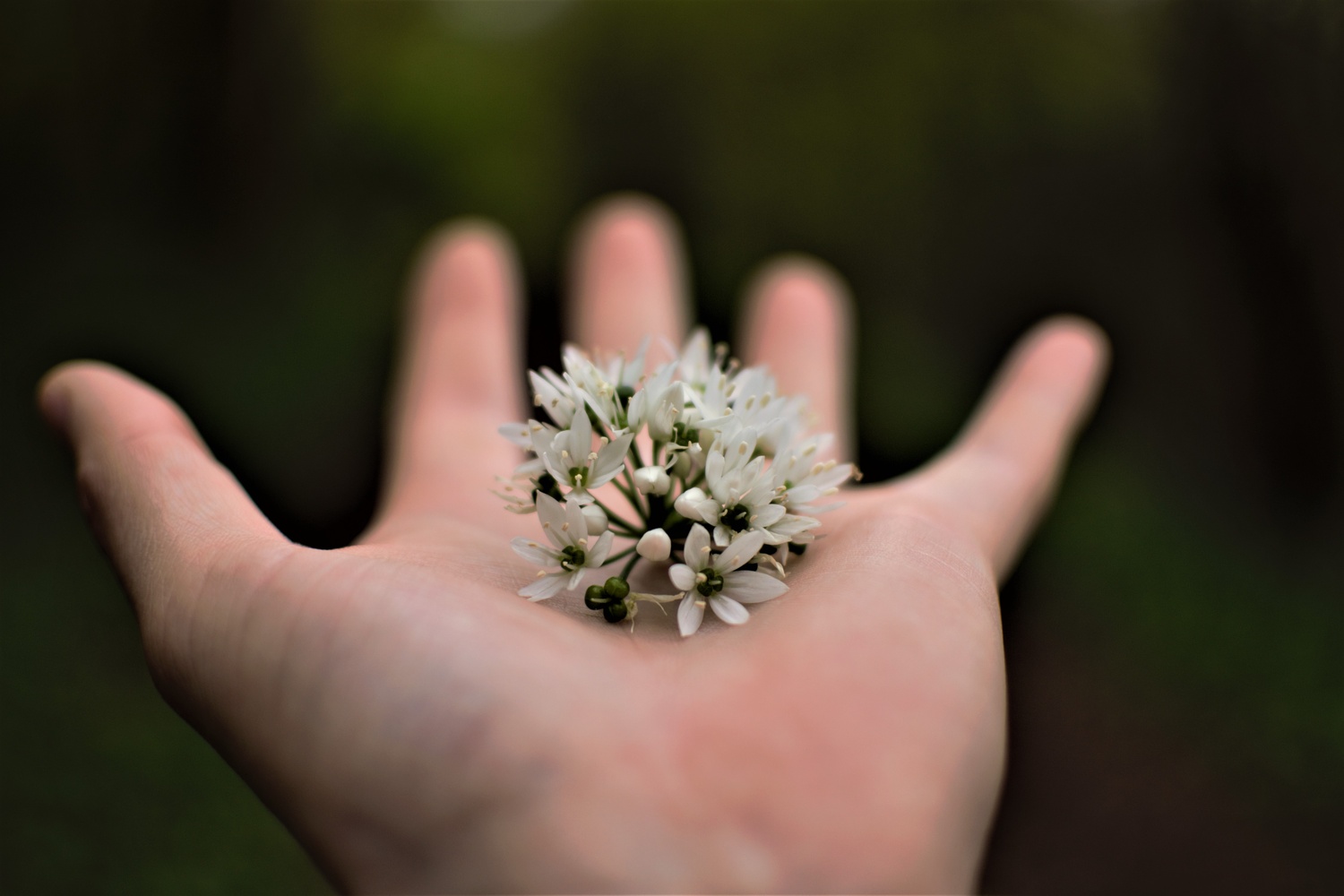 View White Flower by Mike Libby