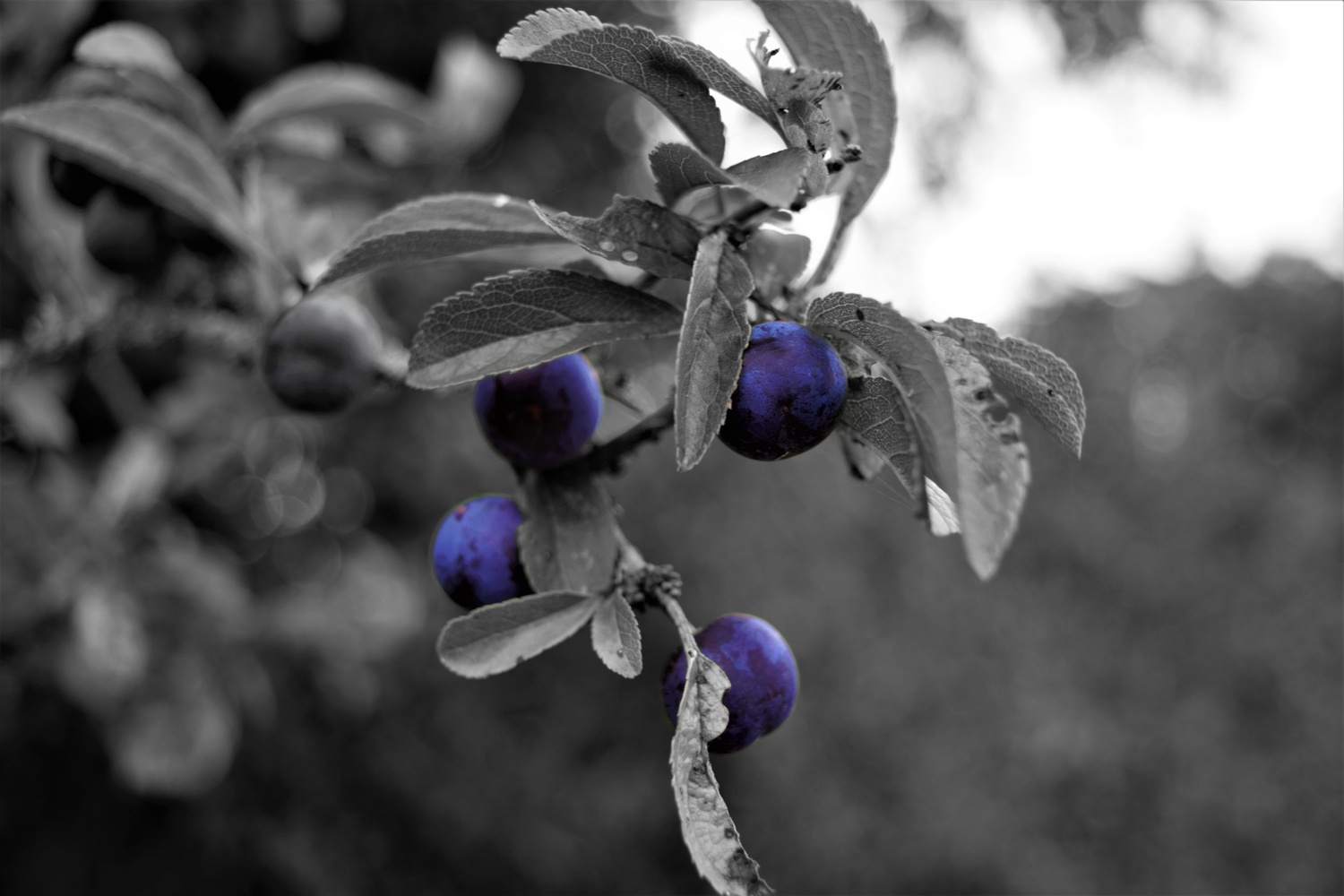 View Selective colour by Mike Libby