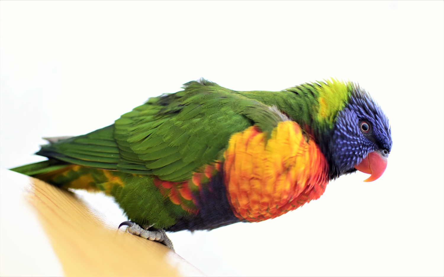 View Rainbow Lorikeet by Mike Libby