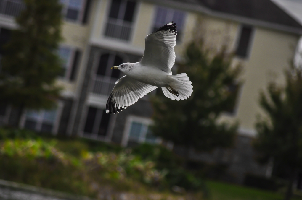 View seagull by Almutaiz Jan
