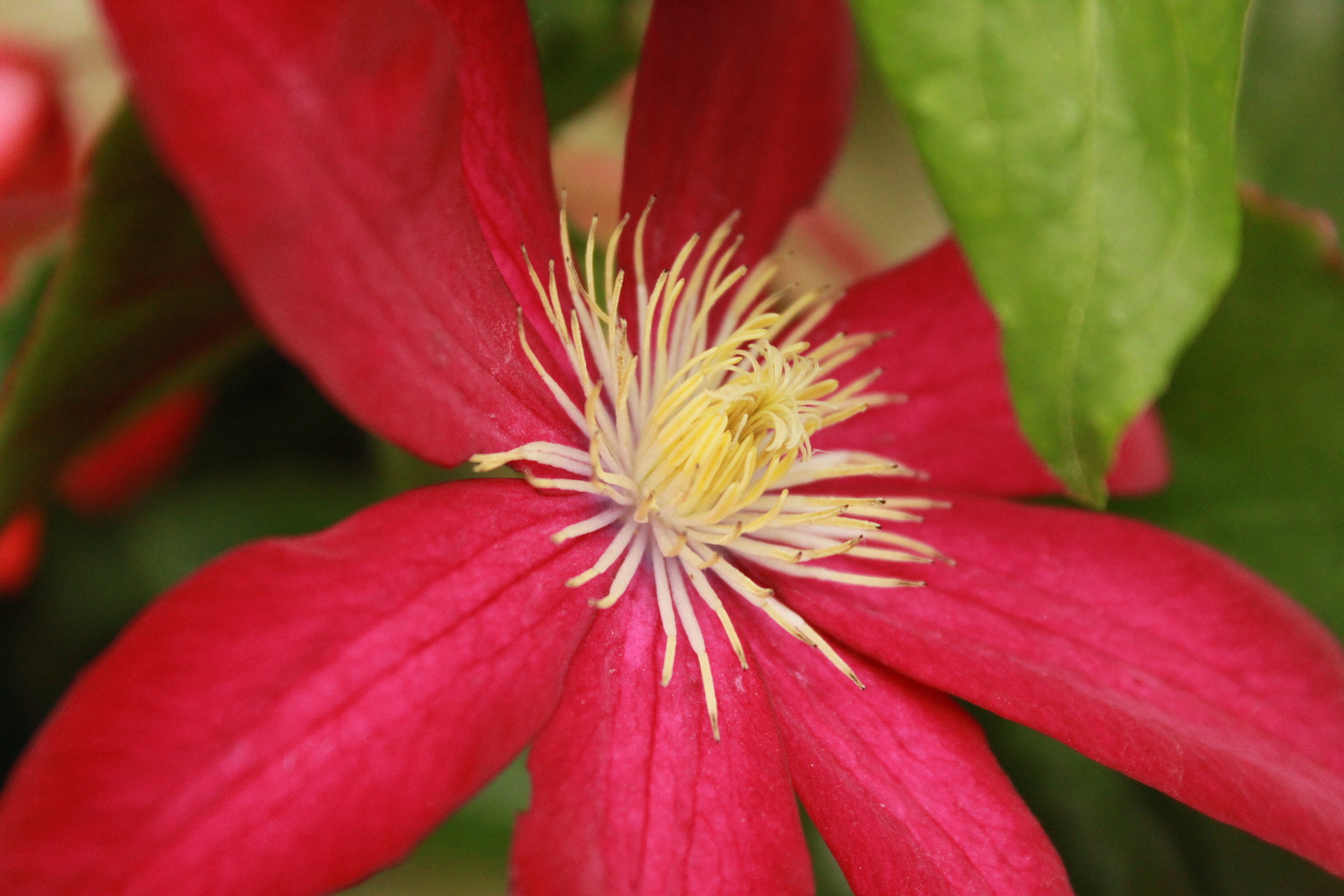 View Macro Flower by Rachal Montgomery