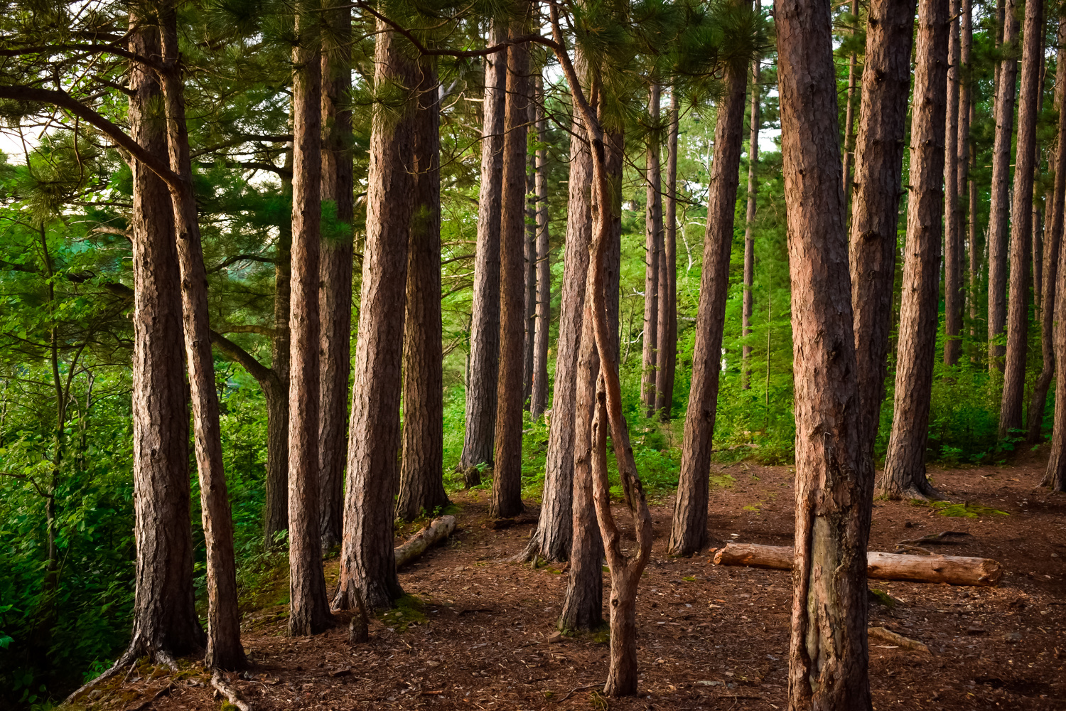 View Trees by gideon Crawford