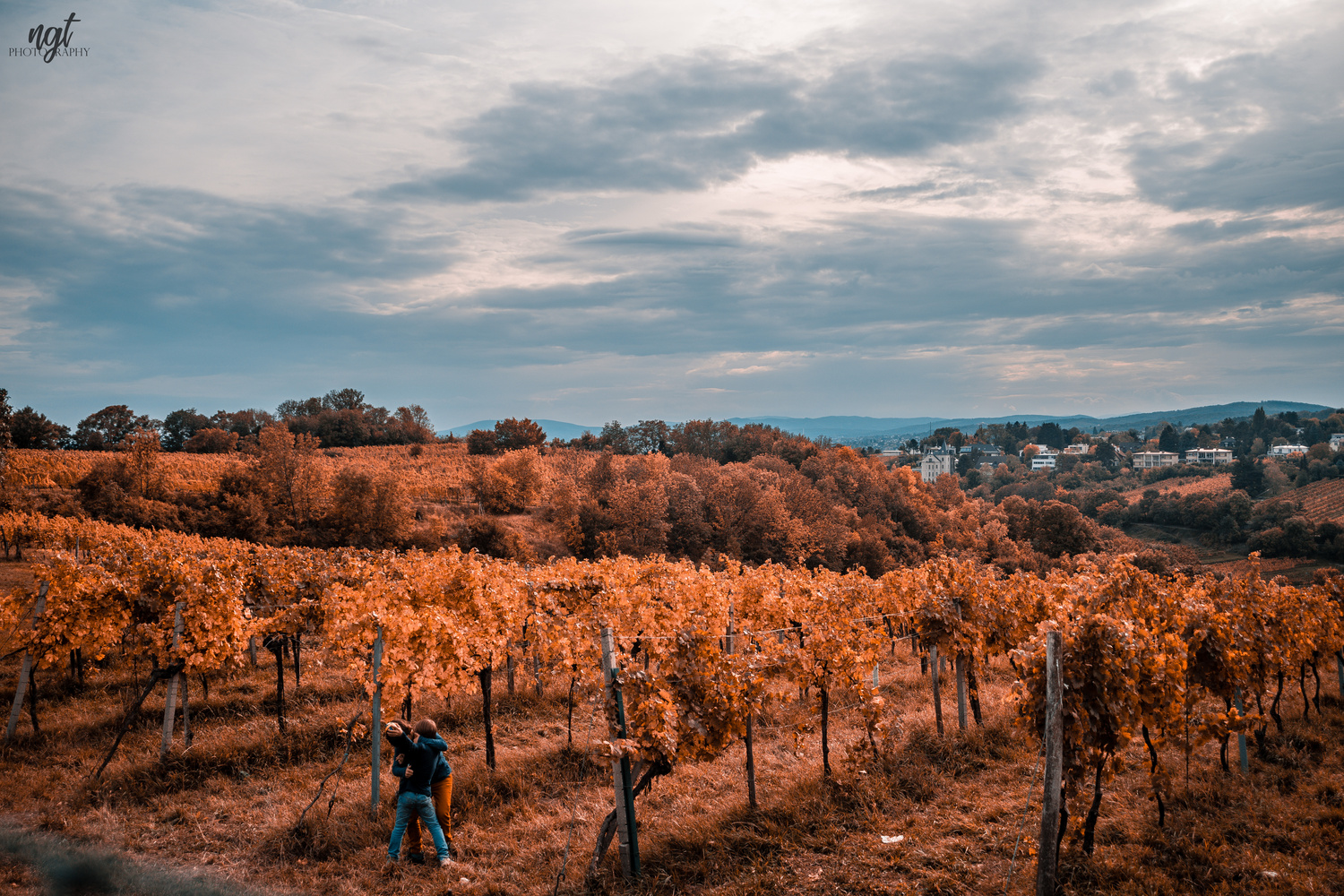 View Autumn Vine by Teodor Nicula-Golovei