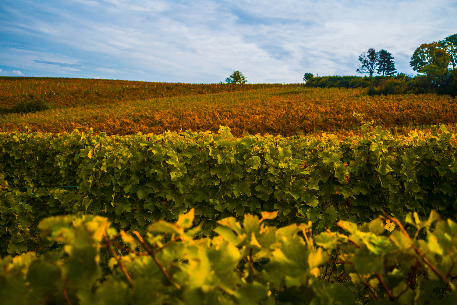 View Vine Fields by Teodor Nicula-Golovei