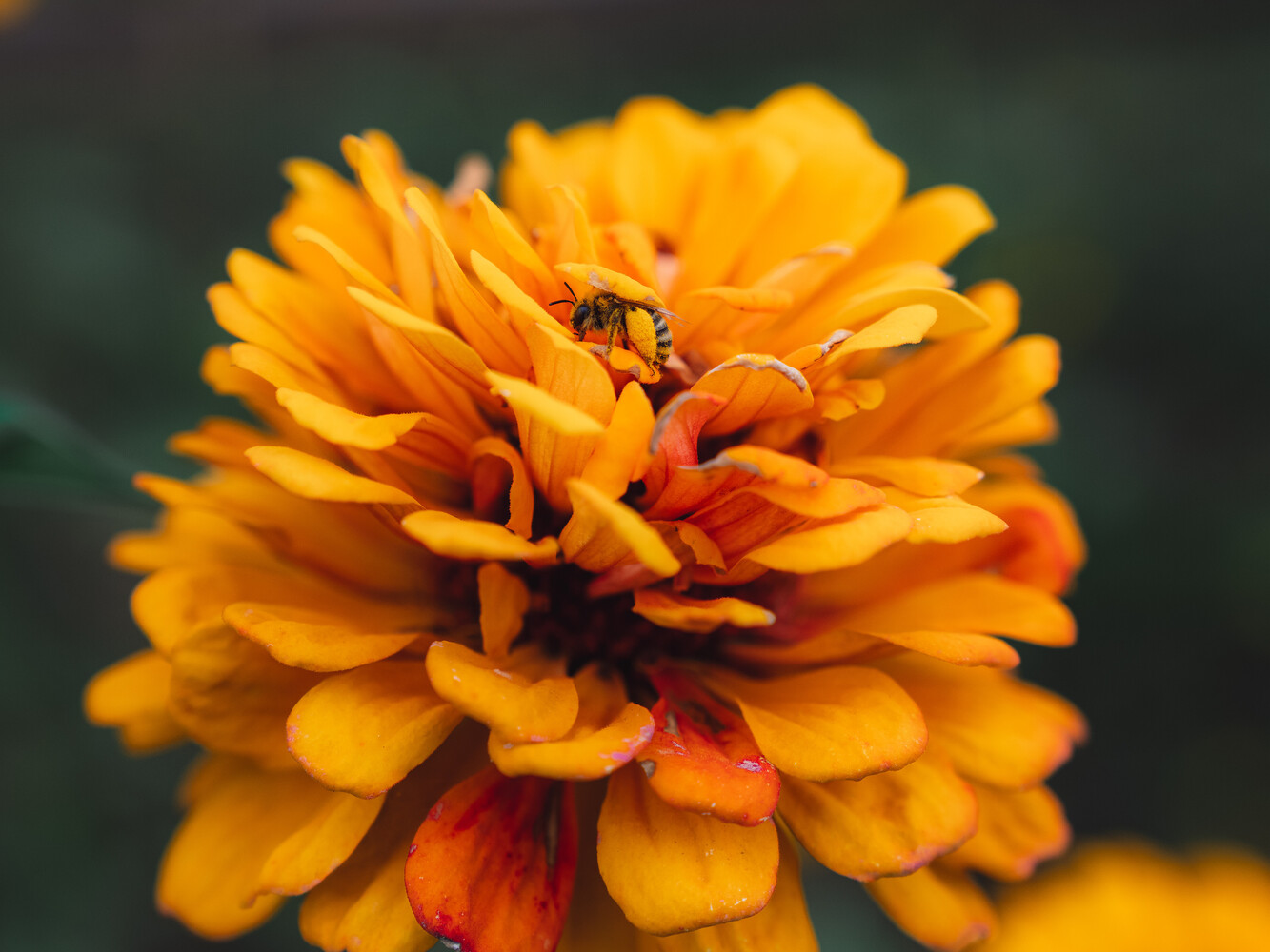 Bee on vibrant orange and yellow zinnia flower with layered petals