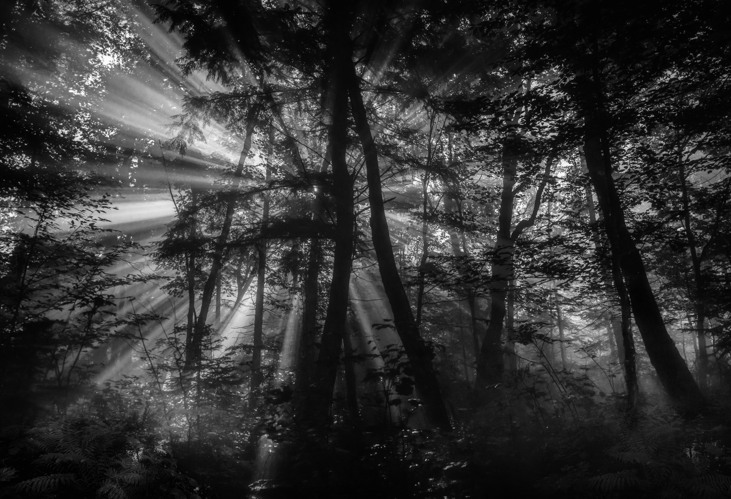 View Untitled 3 by Susan Breau