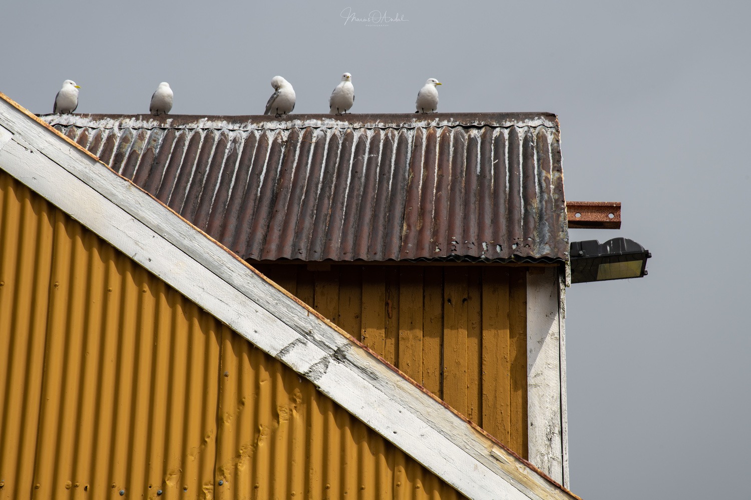 View Untitled 3 by Marius Andal