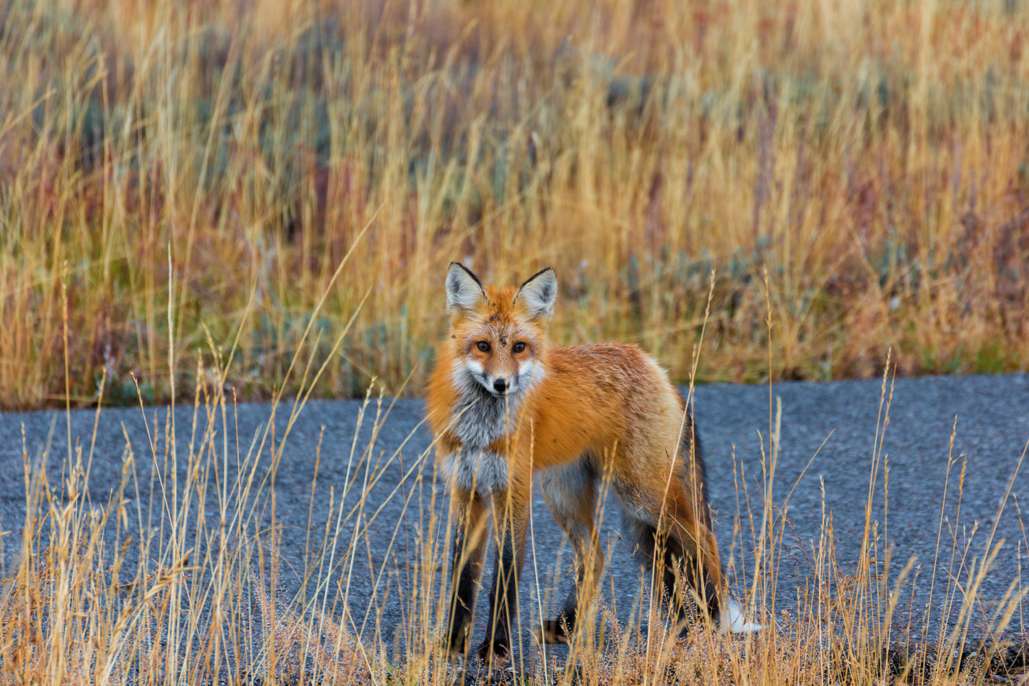 View Curious little fox by Anvit Srivastav