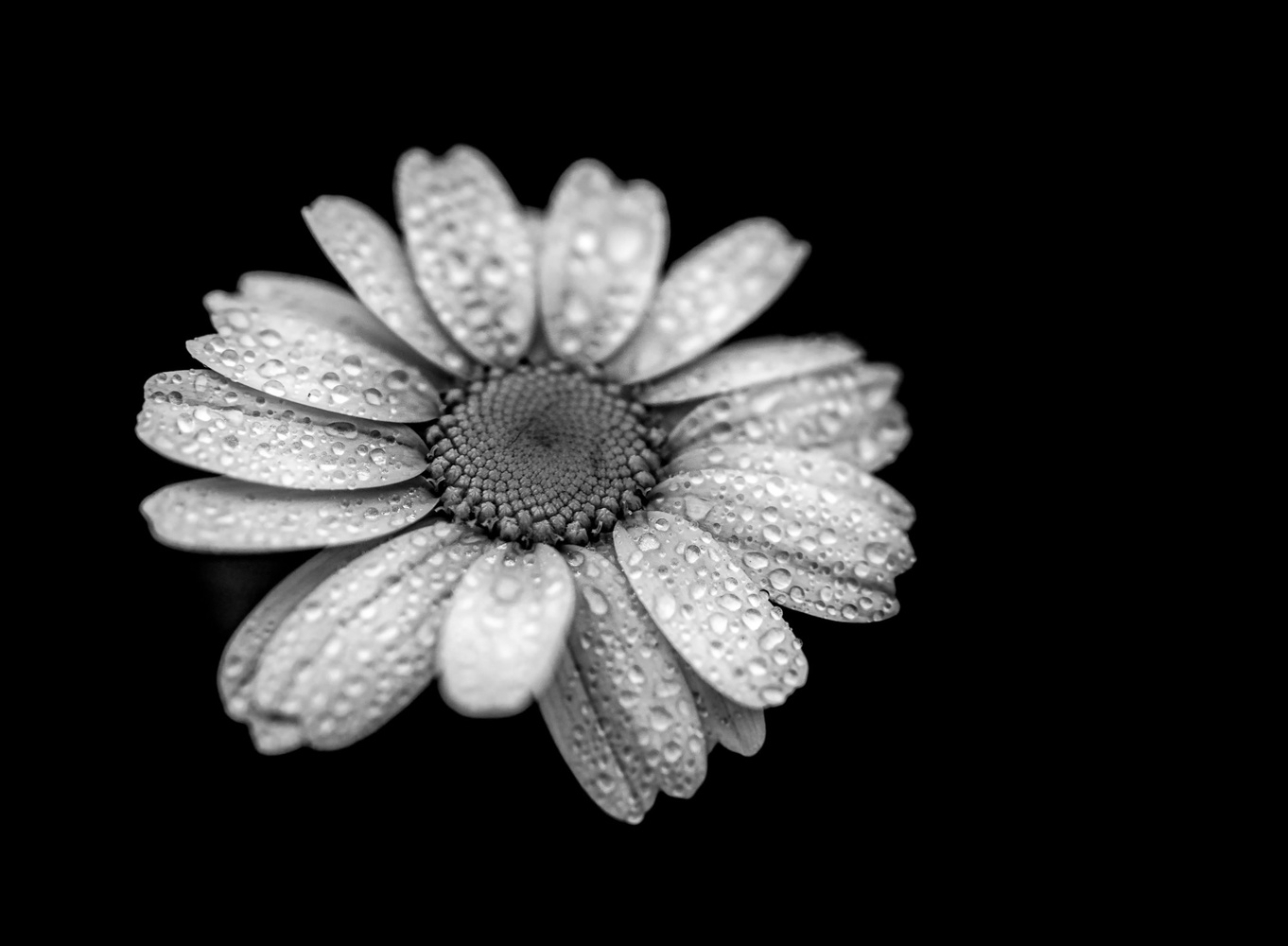 View Untitled 4 by Scott Ralston