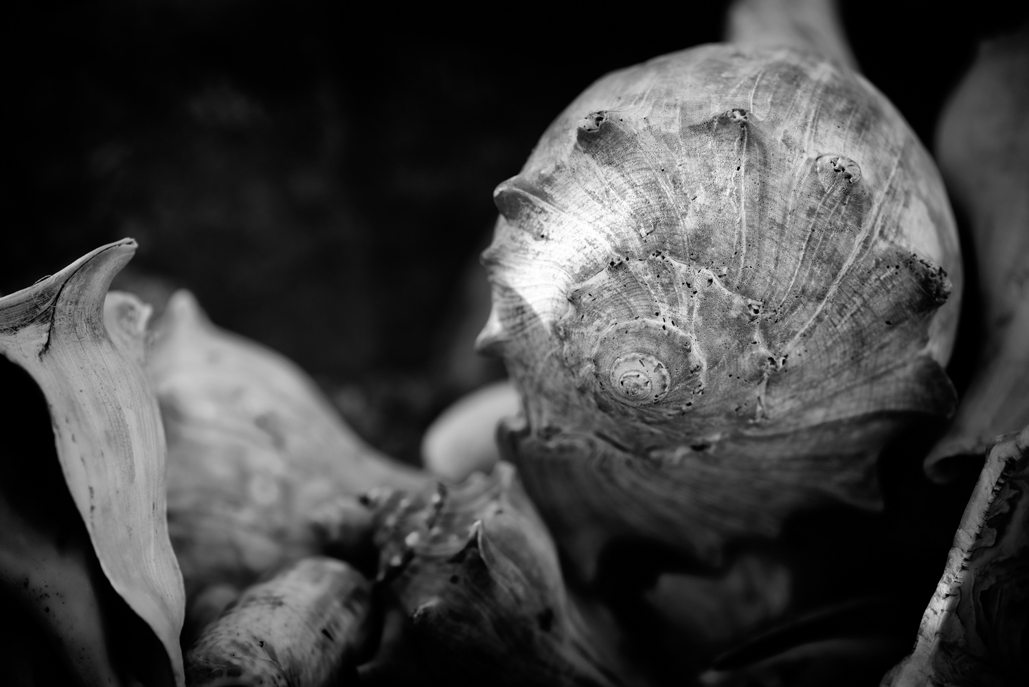 View Shells by Jerry Allen