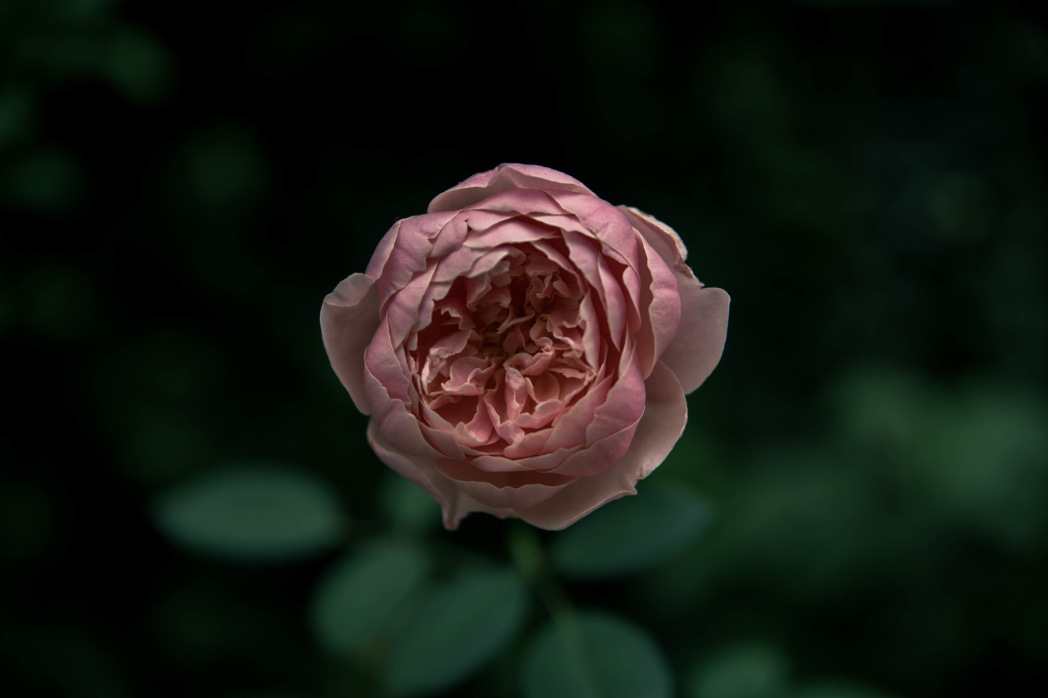 View Untitled 6 by Lindsay Joly