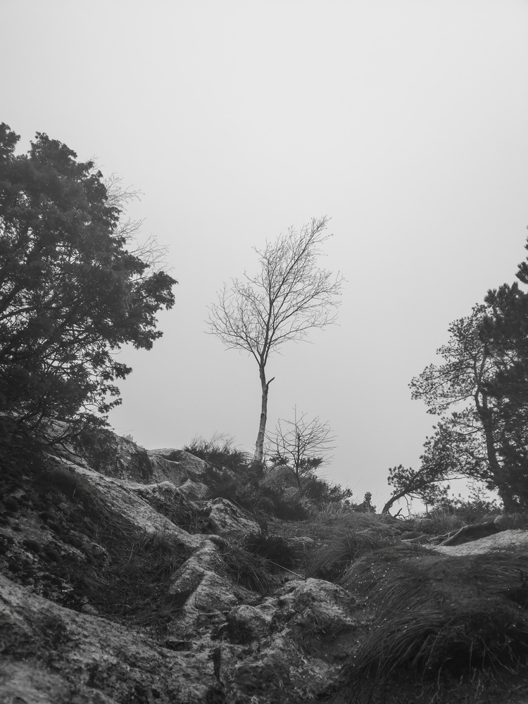 View Fog Mountain by Ole Hvoslef