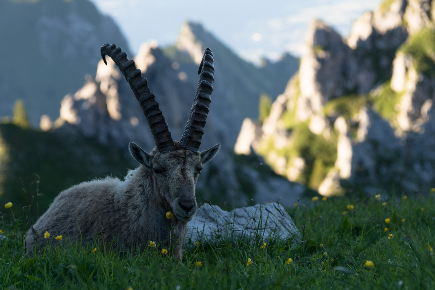 View Great encounter by Le Trid3nt