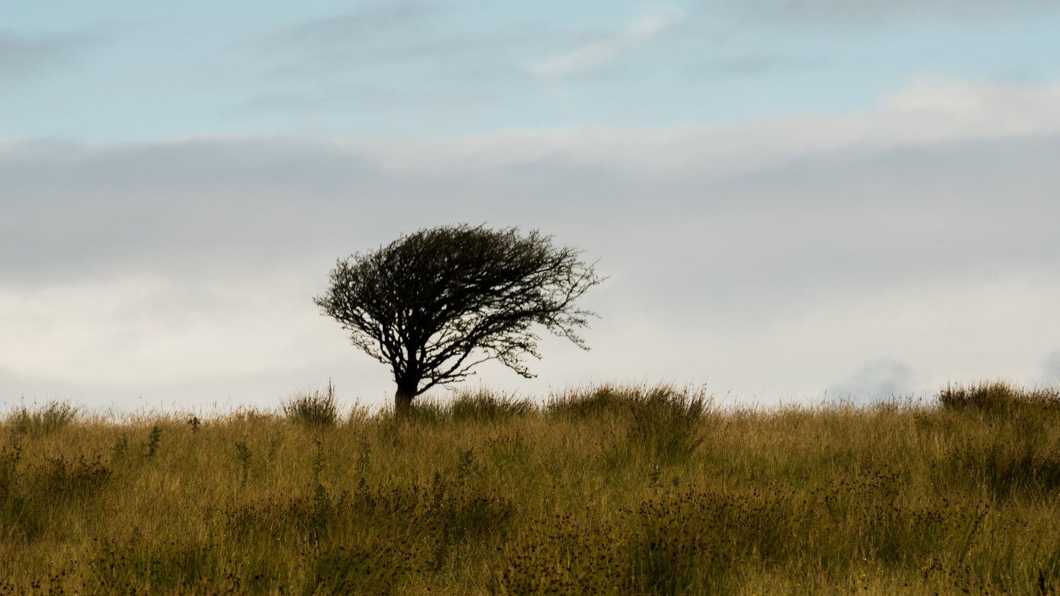 View Lonly tree by Le Trid3nt