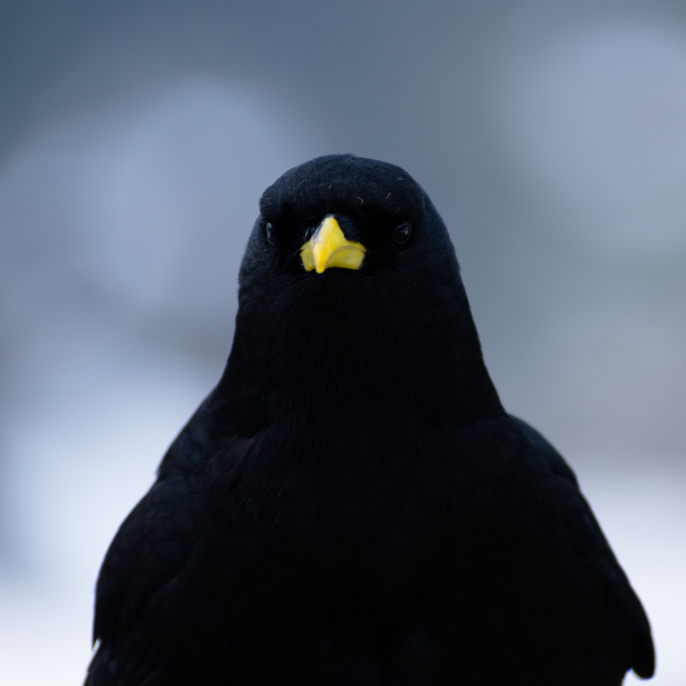 View Black feathers by Le Trid3nt