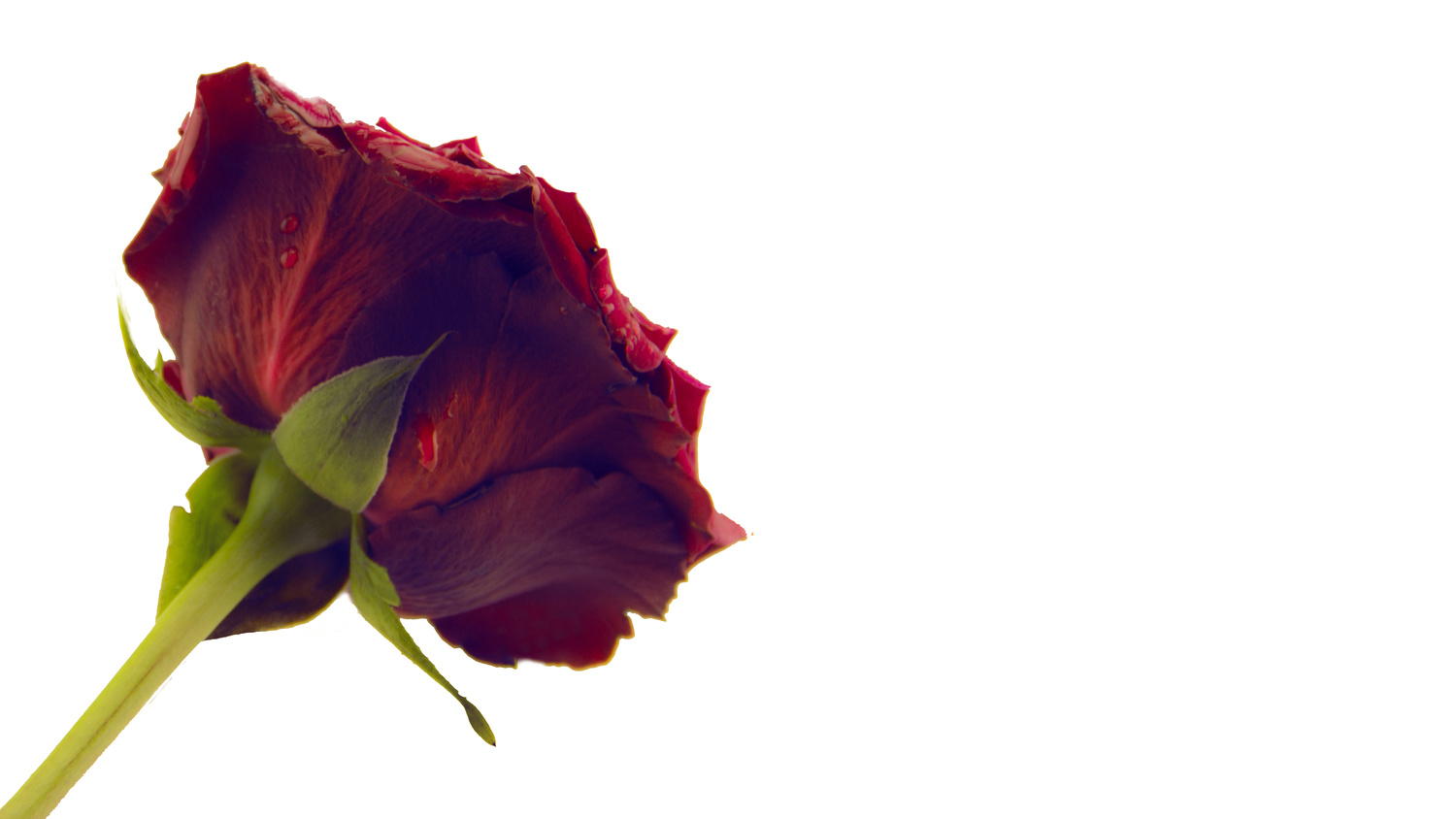 View Untitled 9 by Daniela Nistor
