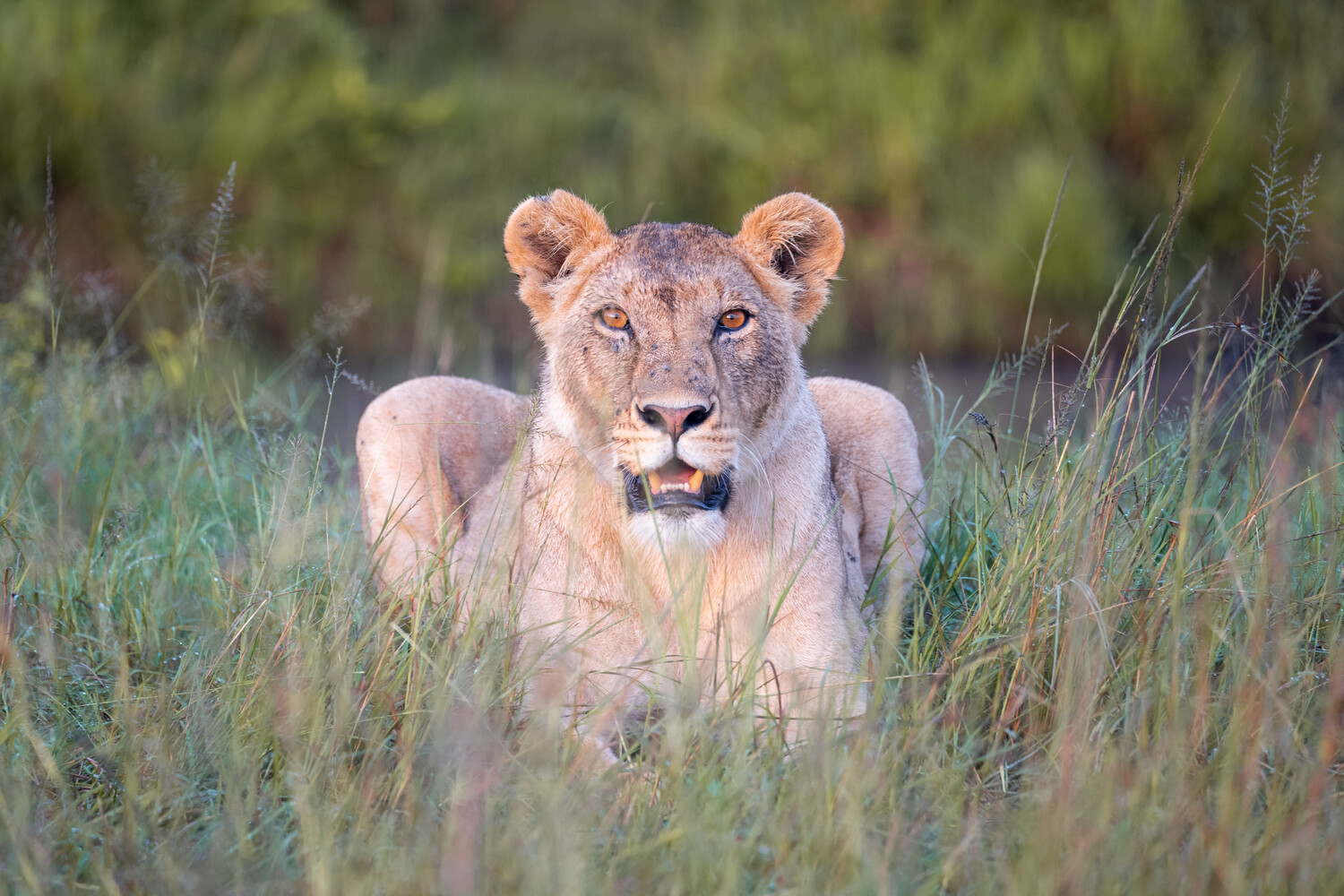 Lioness walking through tall grass, facing directly toward camera with alert expression