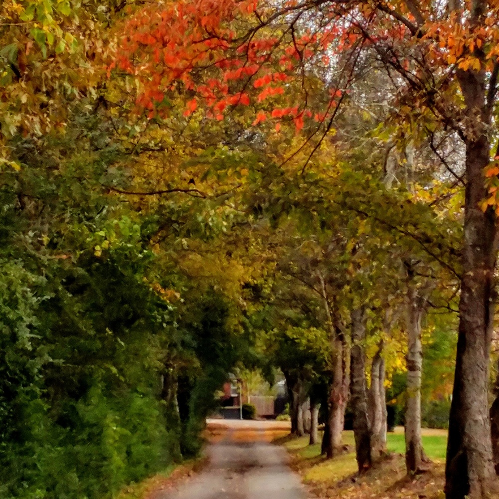 View Autumn in the Park by Kelly Morley