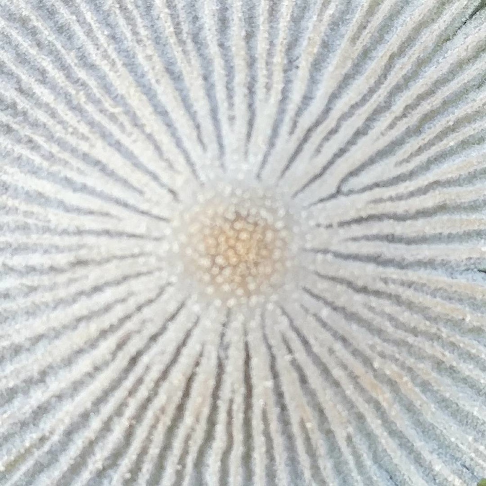 View Tiny Toadstool Top by Kelly Morley