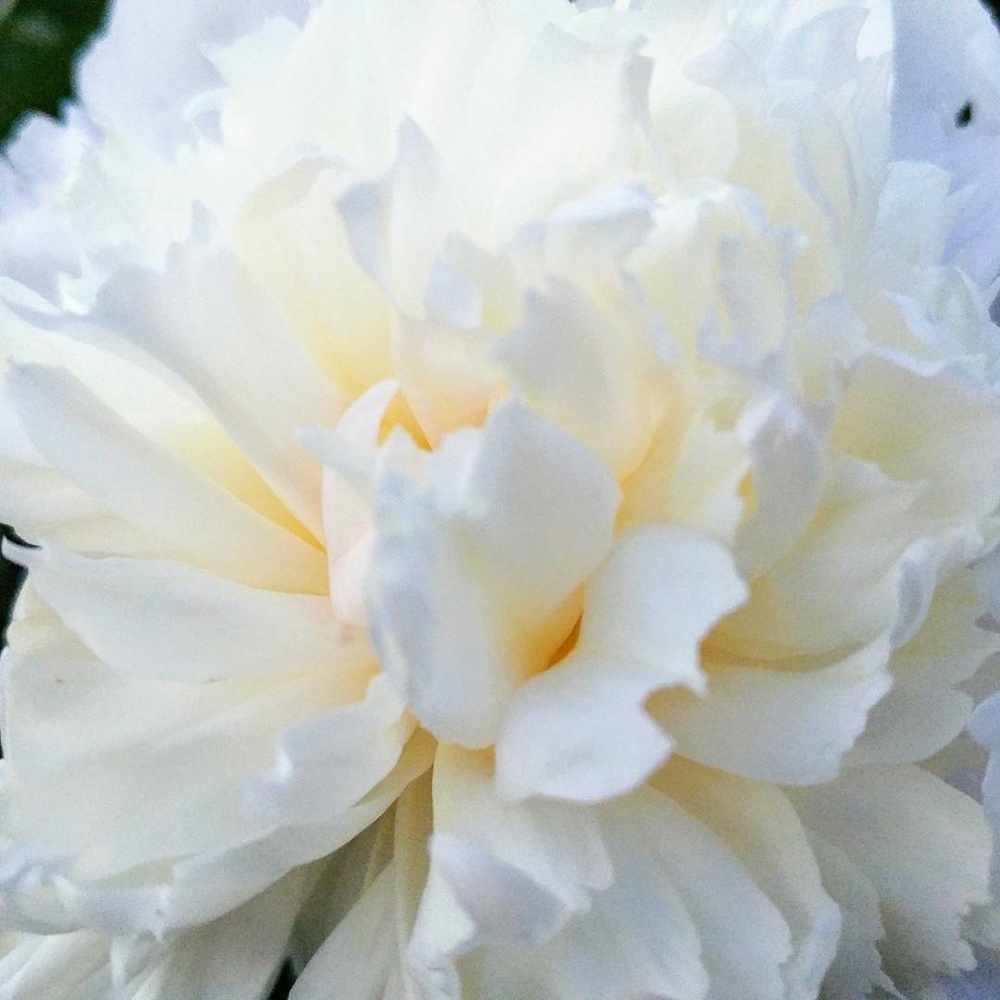 View White Fluffy Peony by Kelly Morley