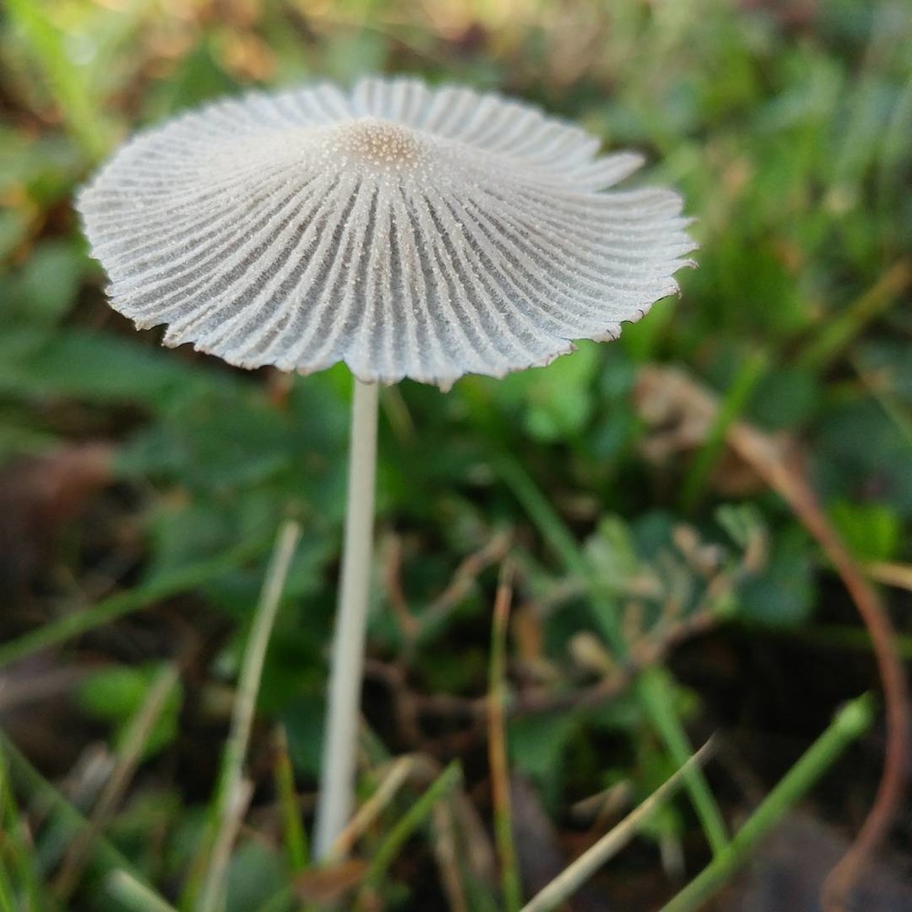 View Tiny Toadstool by Kelly Morley