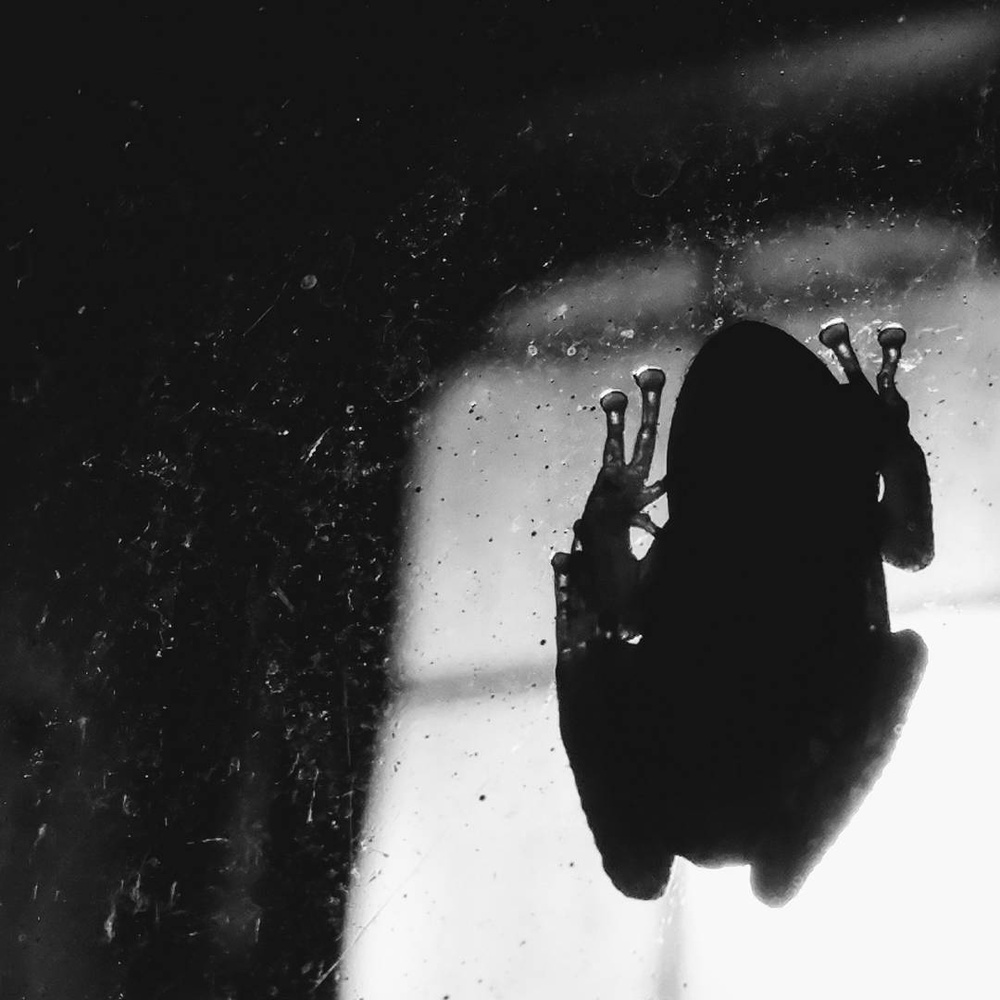 View Froggy Rainy Night by Kelly Morley