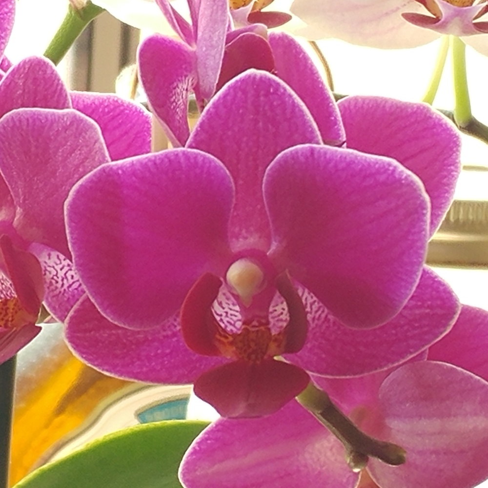 View Hot Pink Orchid by Kelly Morley