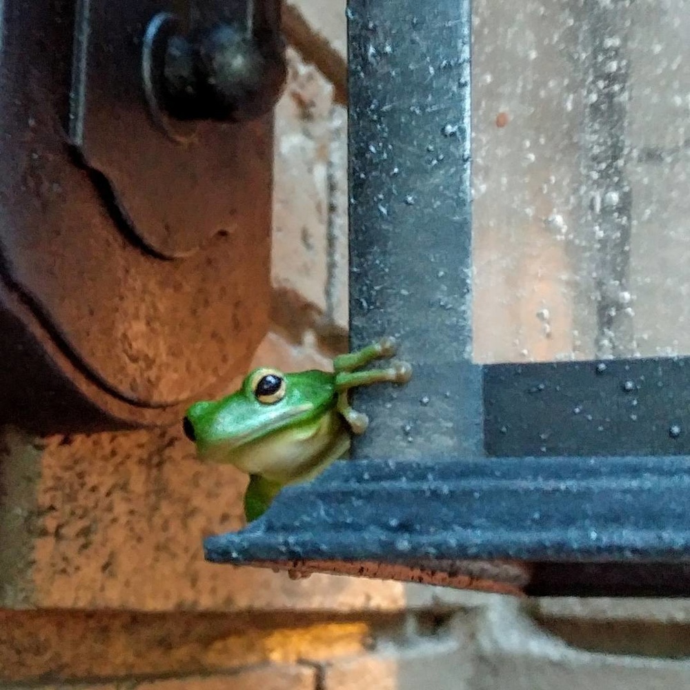 View Peek-a-Boo by Kelly Morley