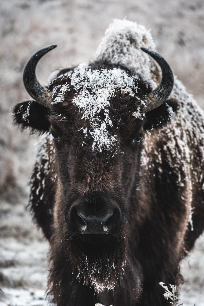 View Untitled 6 by Bryce Potter