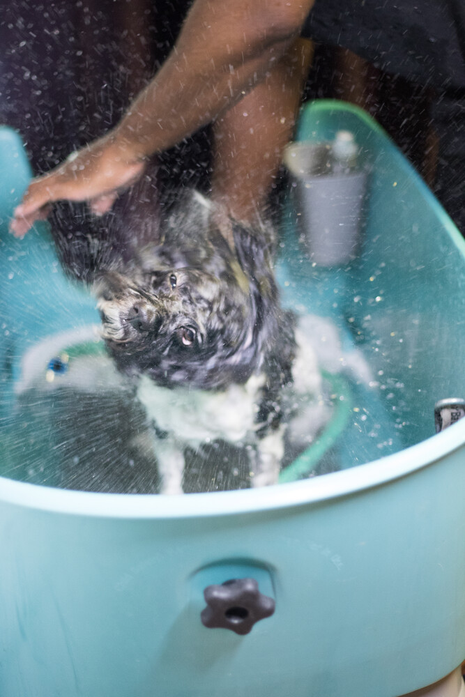 Small dog being bathed in a turquoise plastic tub with water and soap suds