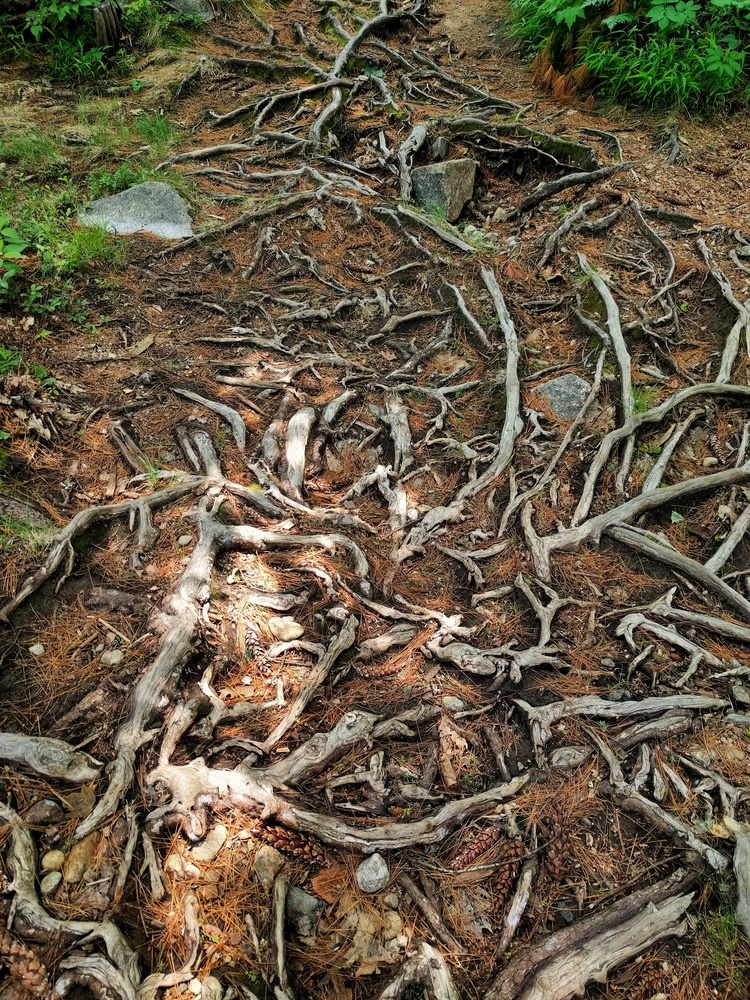 View tree root pattern by Ron DesGroseilliers Jr.
