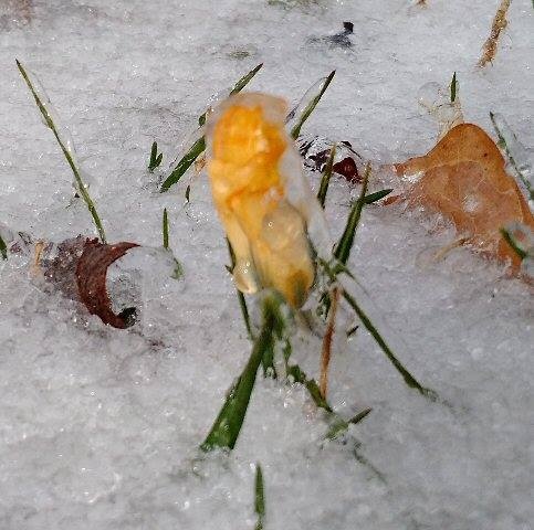 View Lily misjudged Spring time by Ron DesGroseilliers Jr.