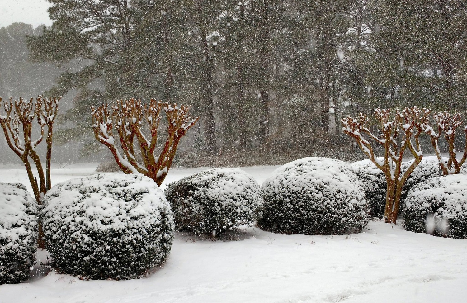 View Snow and Trees and Bushes by Ron DesGroseilliers Jr.