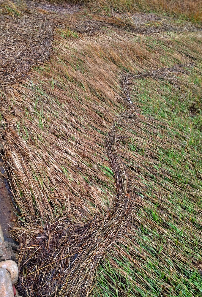View Marsh Grass at low tide by Ron DesGroseilliers Jr.