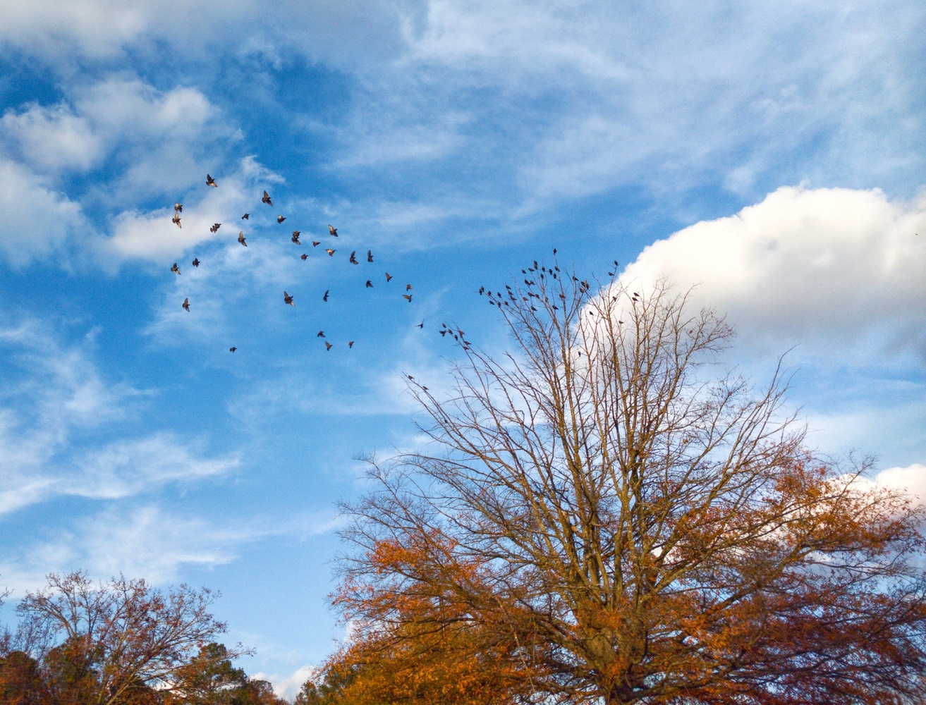 View Migrating Birds take a rest by Ron DesGroseilliers Jr.