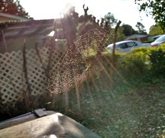 View What spiders eat by Ron DesGroseilliers Jr.