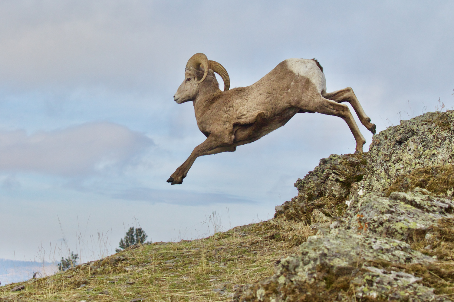 Leaping Bighorn Ram Tom Reichner On Fstoppers