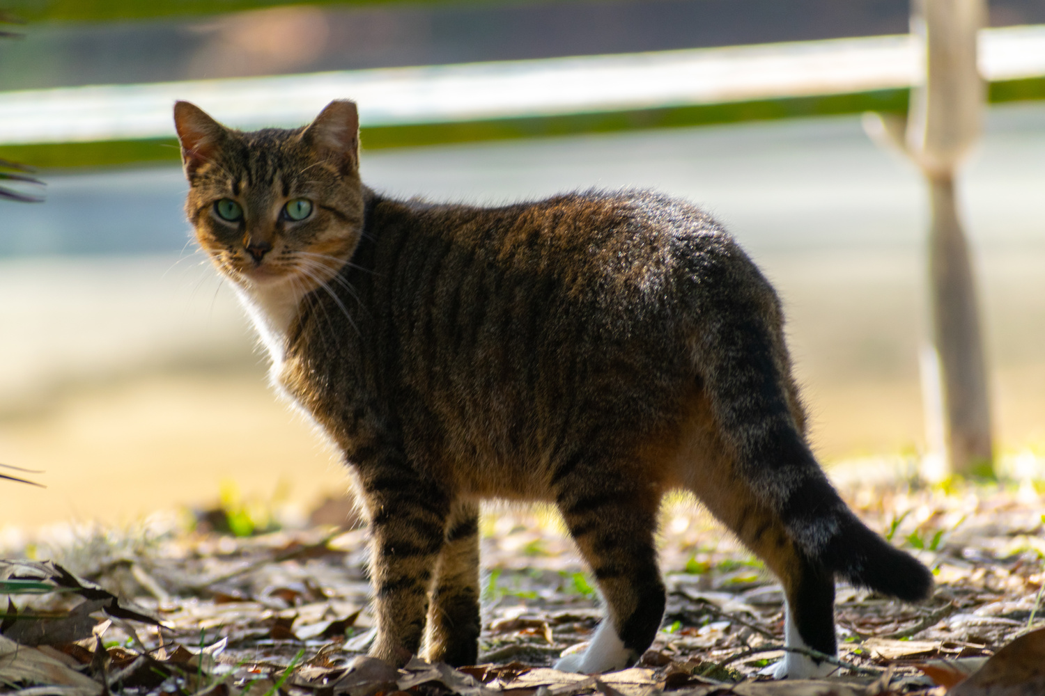 View Cat Portrait by Jack Morton