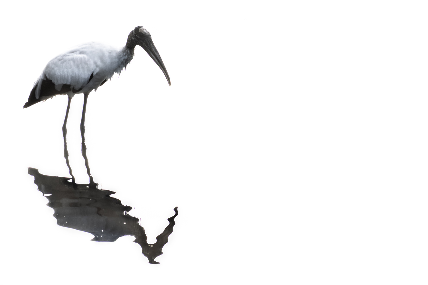 View Crane of Existence by Jack Morton