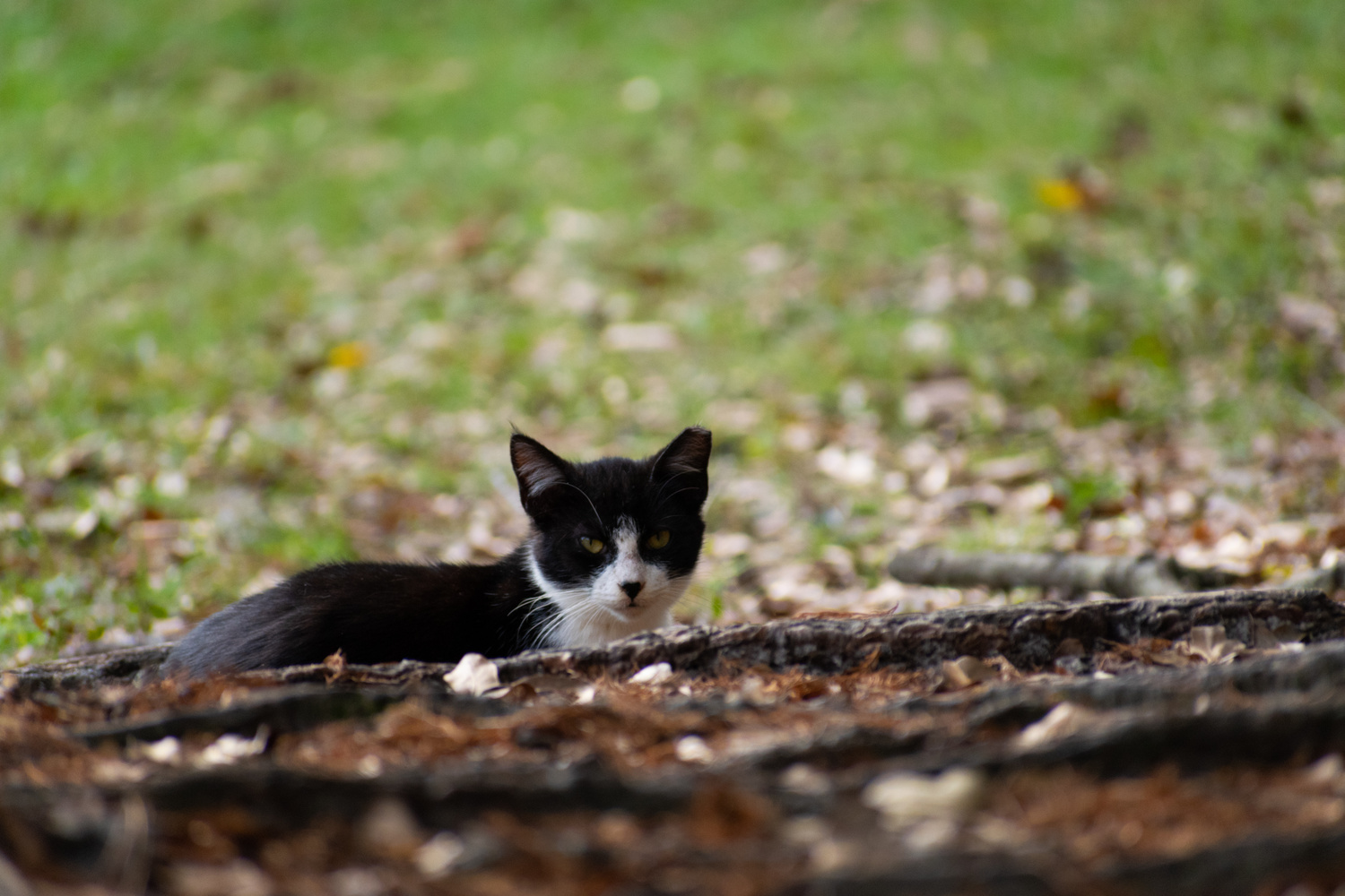 View Relaxed Kitty by Jack Morton