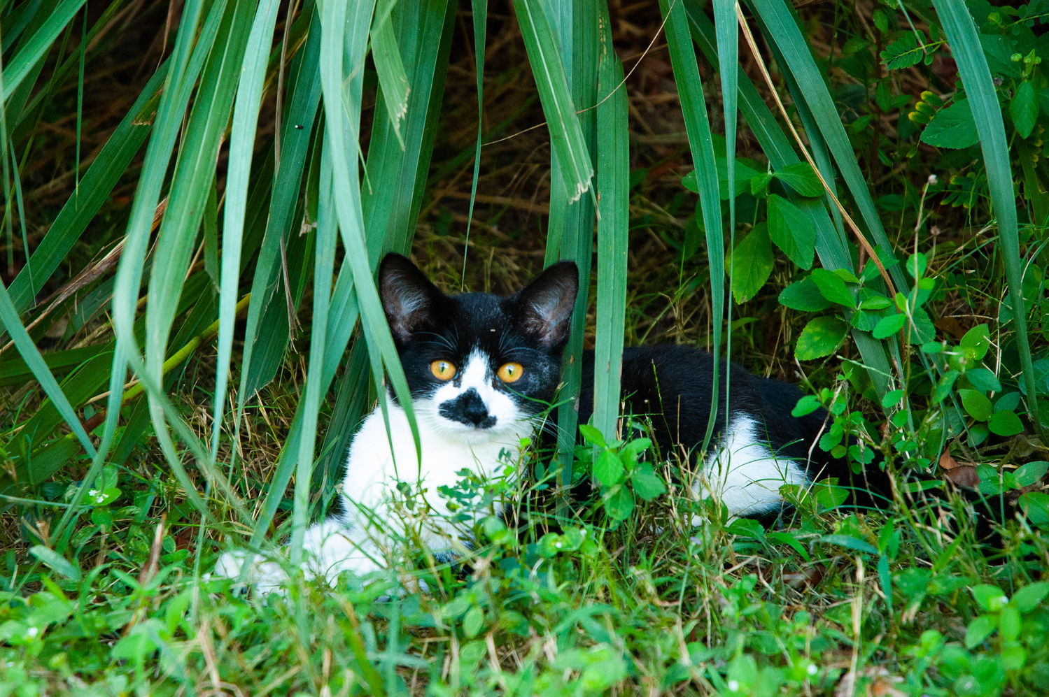 View Rural Kitty 2 by Jack Morton