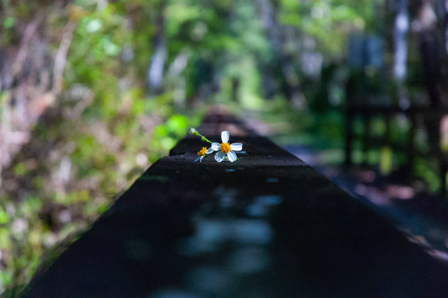 View Florascape by Jack Morton