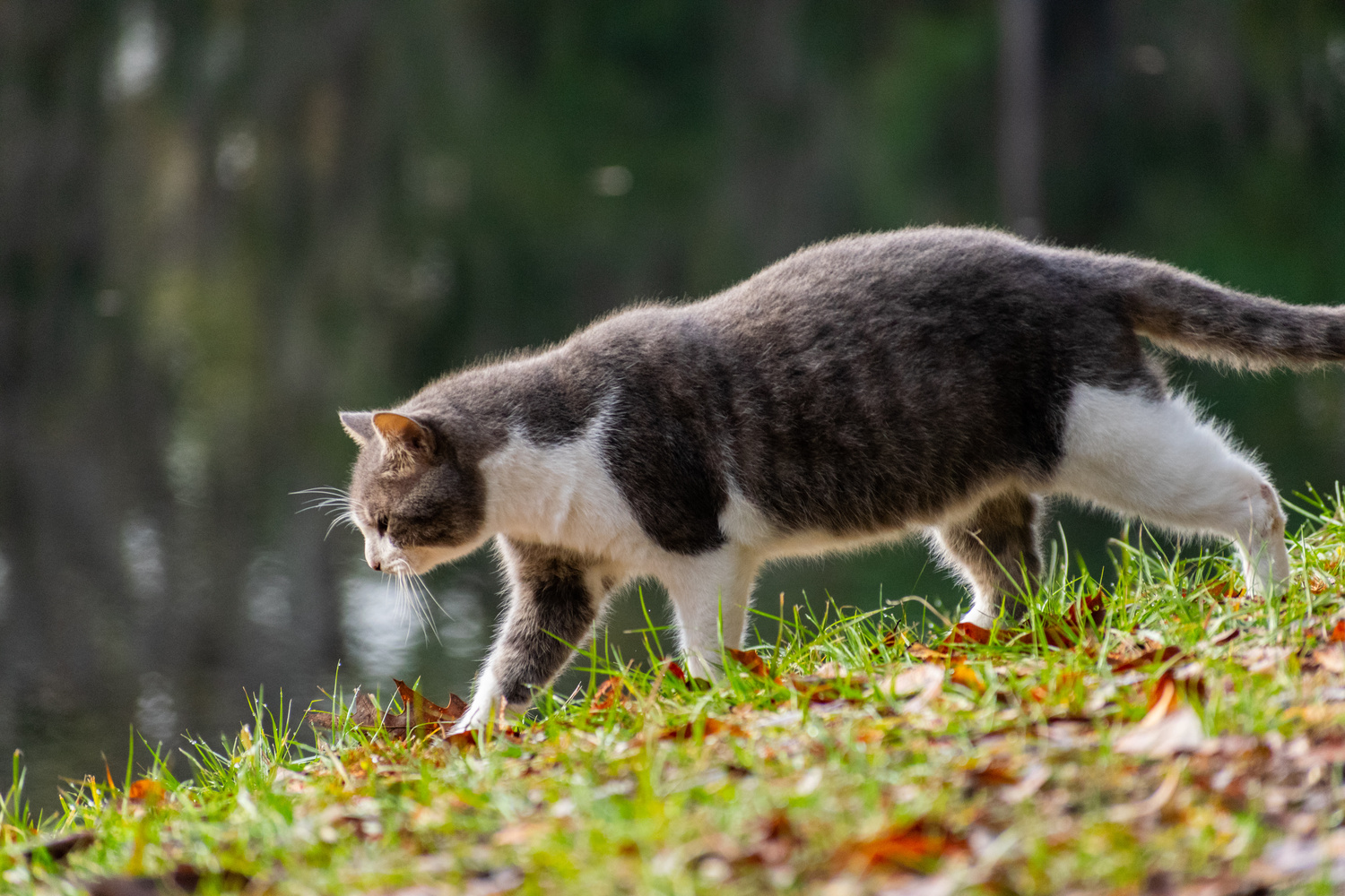 View Kitty by the Lake by Jack Morton
